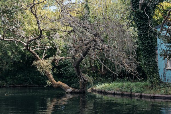 Découvrez Tous les Secrets du Shake Herbalife : Bienfaits Recettes et Astuces